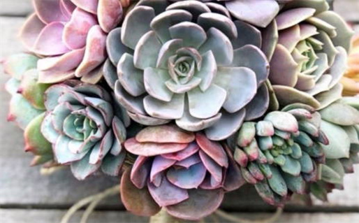 生肖鼠的十月份财运如何_生肖鼠的十月份财运如何呢